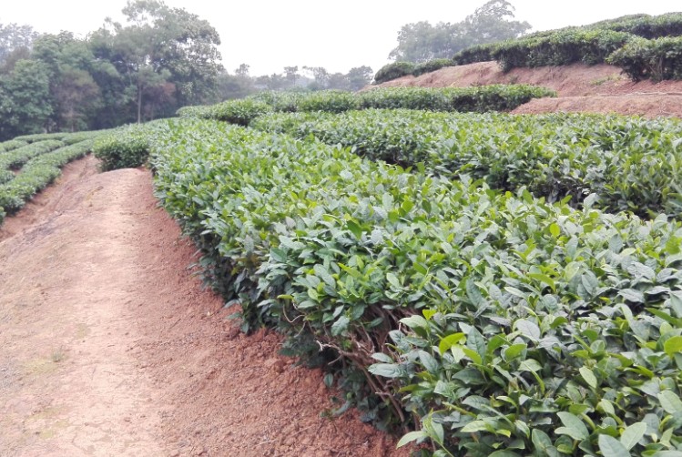 茶葉34