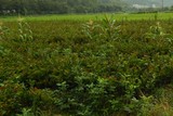 软枝油茶苗9