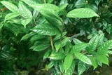 金花茶8