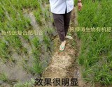 水稻横向对比