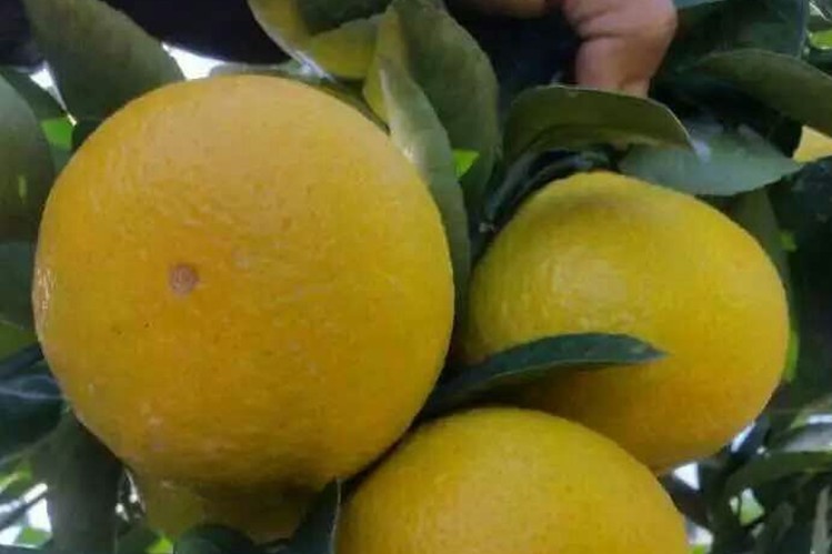 金宝石蜜柑