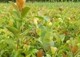 软枝油茶实生苗
