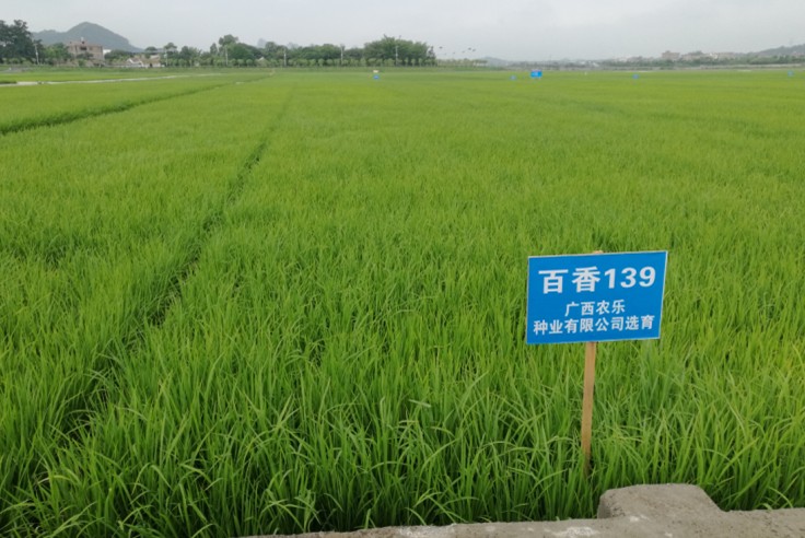 试验田11