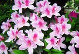 杜鹃花