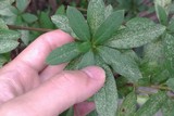 杜鹃花施肥前4
