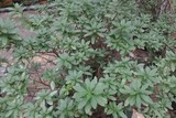 杜鹃花施肥前6