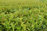 软枝油茶苗3