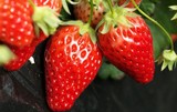 草莓專題-柳州草莓基地