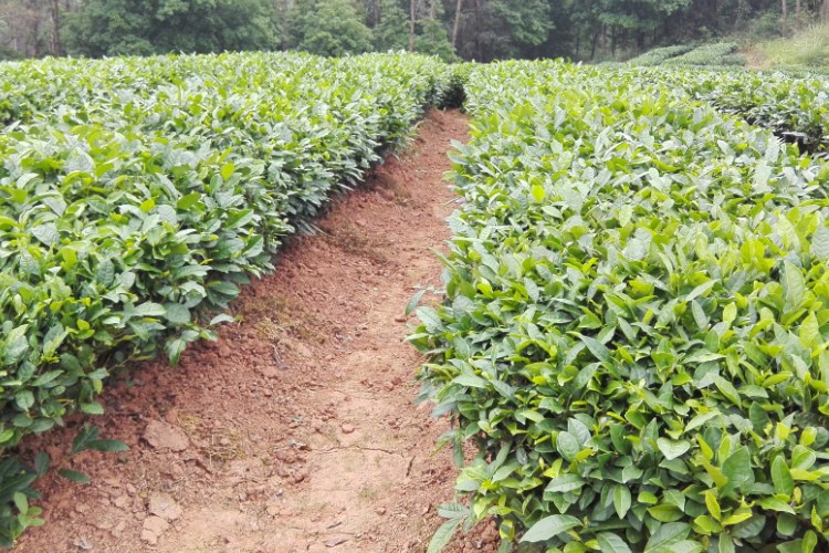 茶葉36