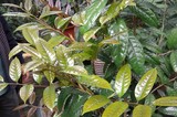 金花茶3