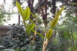 金花茶4