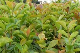 软枝油茶实生苗--叶子变得翠绿