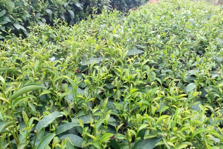 茶葉24