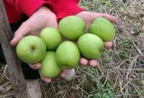 青枣6.JPG