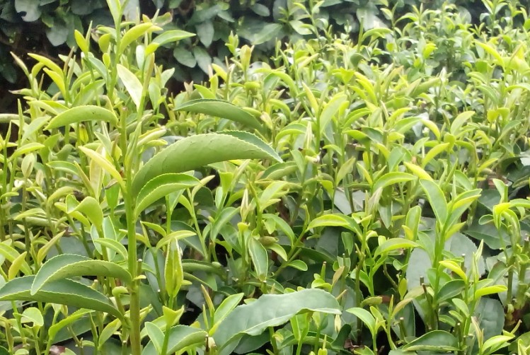 茶葉23