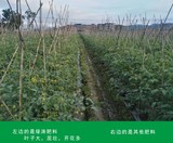 西红柿