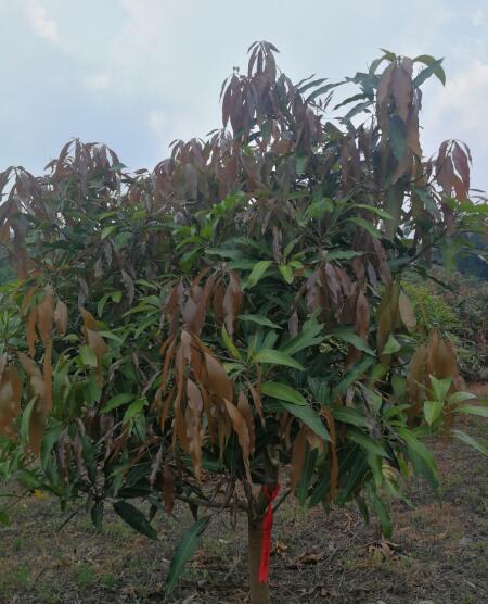 梁荣耐.jpg