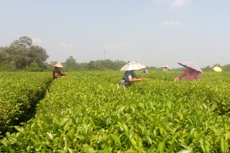 茶葉25