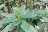 杜鹃花施肥后5