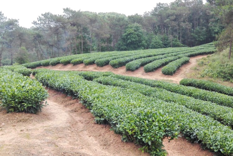 茶葉27