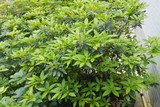 杜鹃花施肥后7