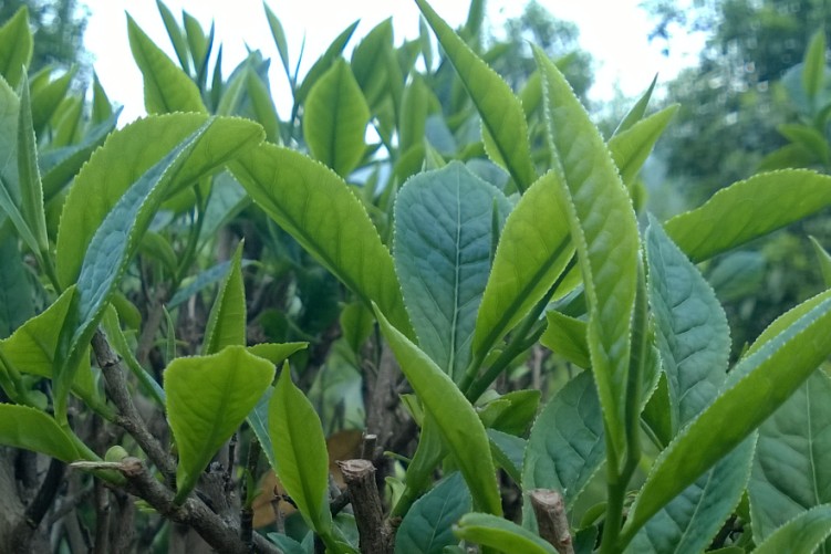 茶葉6