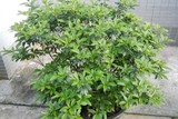 杜鹃花施肥后10