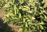 石榴苗1