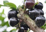 花肥專題-樹葡萄
