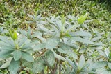 杜鹃花施肥后4