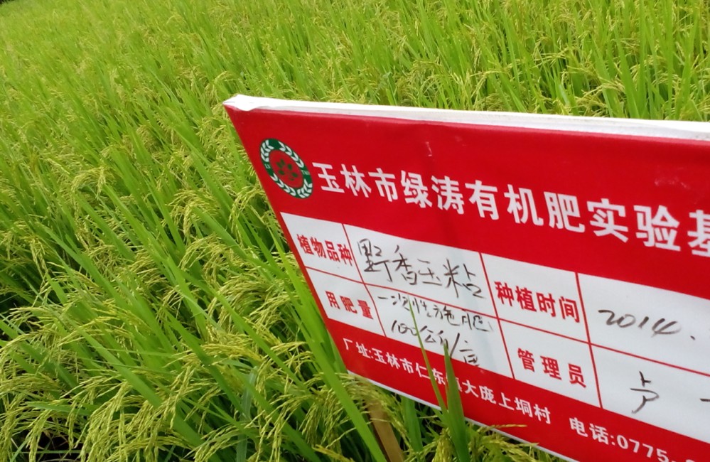 水稻9