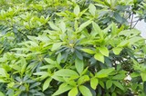 杜鹃花施肥后8