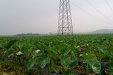 芋头3
