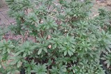 杜鹃花施肥前2