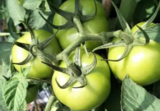 绿涛有机肥使用报告：小番茄，增产10%-15%